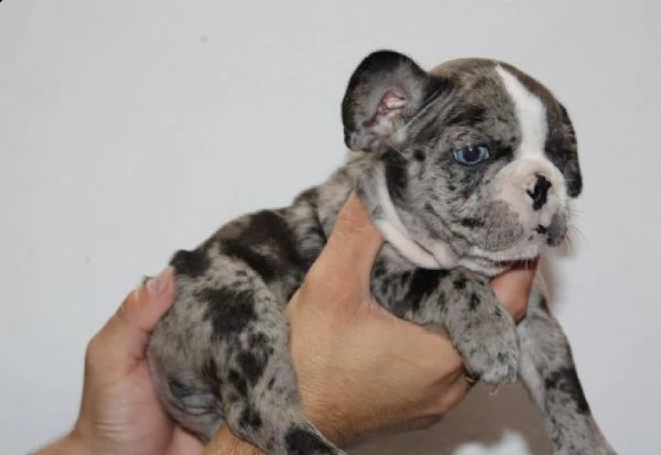 bulldog francese esotico cuccioli | Foto 5