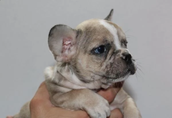 bulldog francese esotico cuccioli | Foto 4