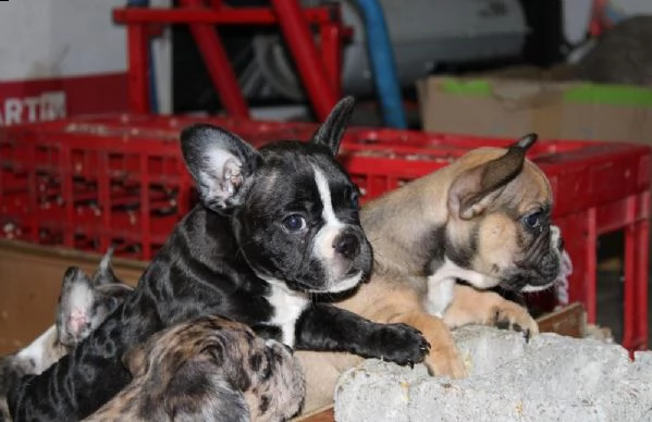bulldog francese esotico cuccioli | Foto 3