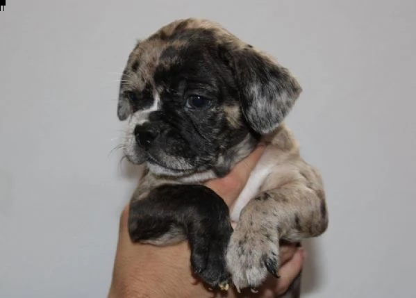 bulldog francese esotico cuccioli | Foto 2
