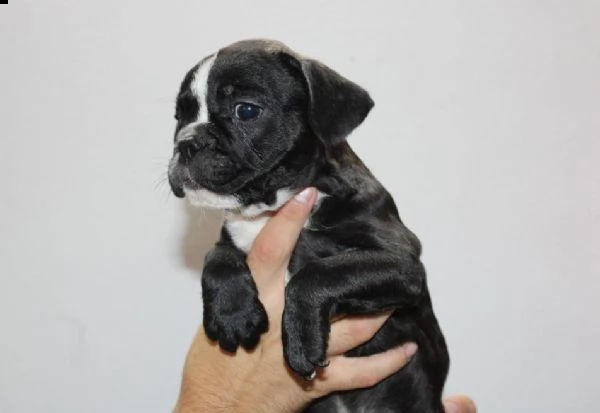 bulldog francese esotico cuccioli | Foto 0