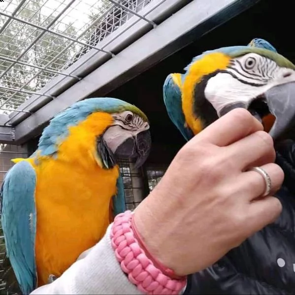 pappagallo ara scarlatta maschio e femmina | Foto 5
