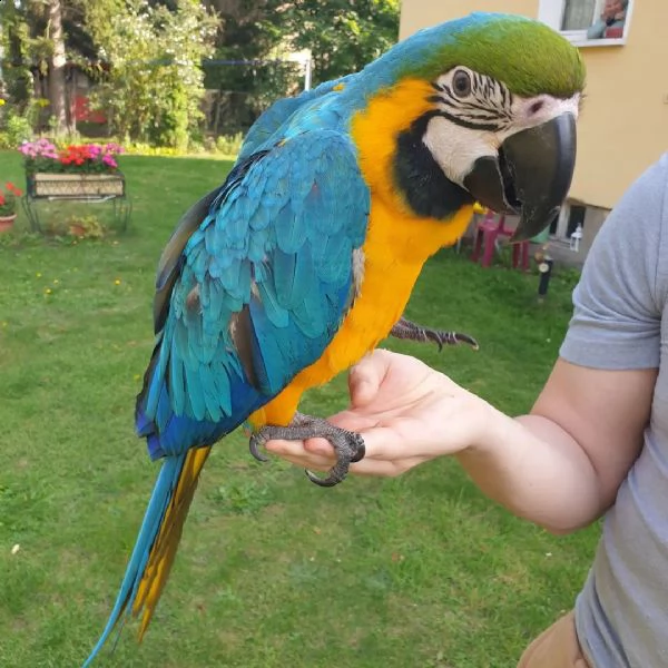 pappagallo ara scarlatta maschio e femmina | Foto 4