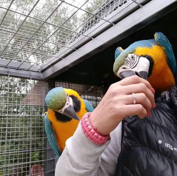 pappagallo ara scarlatta maschio e femmina | Foto 3