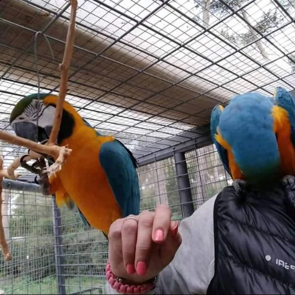pappagallo ara scarlatta maschio e femmina | Foto 2