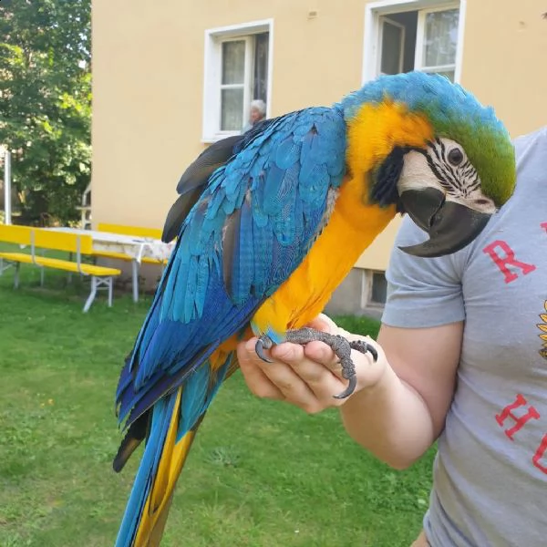 pappagallo ara scarlatta maschio e femmina | Foto 1