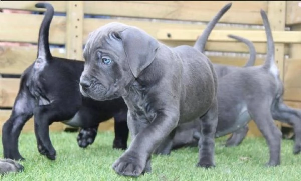 regalo cuccioli  di cane corso