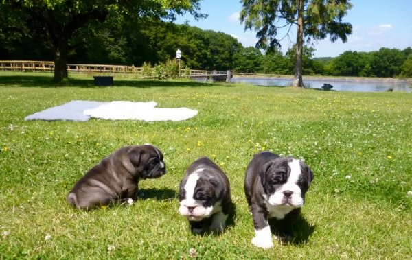 regalo bulldog inglese cuccioli disponibili,.,.,.,