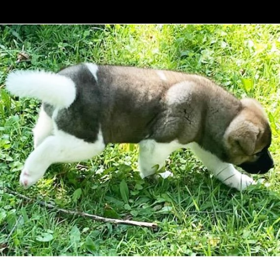 regalo akita inu