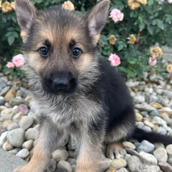 regalo cuccioli pastore tedesco