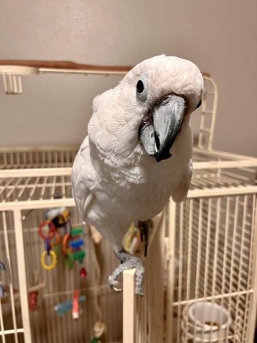 cacatua ombrello - pappagallo | Foto 0