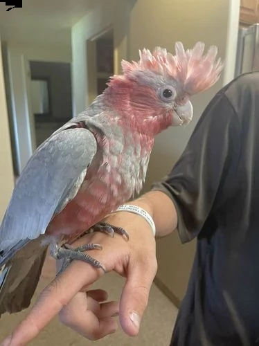 galah dal seno rosa allattato a mano - 1 a sinistra | Foto 1