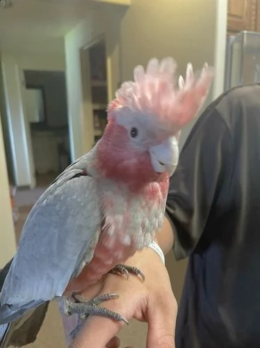 galah dal seno rosa allattato a mano - 1 a sinistra | Foto 0