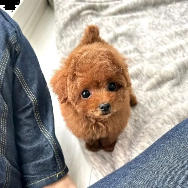 regalo  maltese mini toy[ | Foto 0