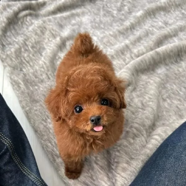 regalo  maltese mini toy[