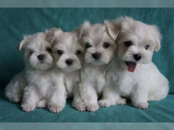 adorabili cuccioli maltesi per amanti degli animali maschi e femmine i cuccioli sono carini. a propo | Foto 1