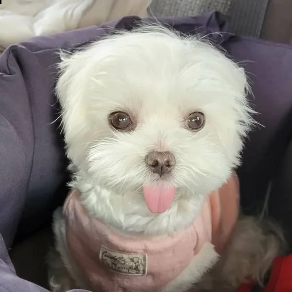 adorabili cuccioli di maltese da tè per una famiglia amorevole abbiamo adorabili cuccioli maltesi ma | Foto 1