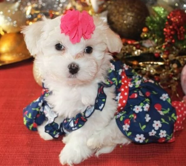 disponibili cuccioli maltesi allevati in casa abbiamo una bellissima cucciolata di cuccioli maltesi  | Foto 0