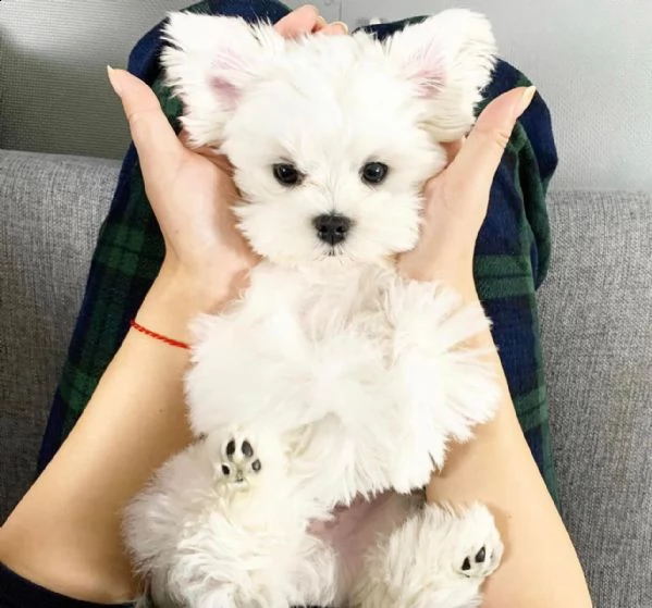 disponibili cuccioli maltesi allevati in casa abbiamo una bellissima cucciolata di cuccioli maltesi 