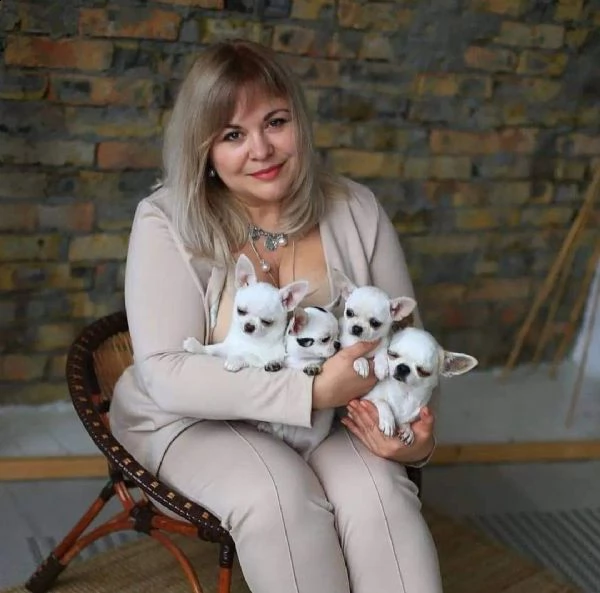 bellissimi cuccioli di chihuahua a pelo lungo e pelo corto