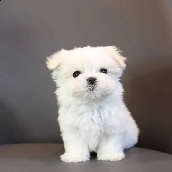 regalo  maltese mini toy