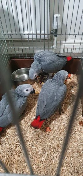 gli splendidi pappagalli africani non se lo perdono | Foto 1