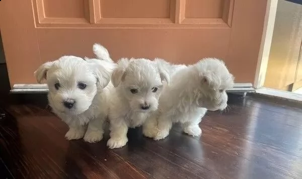 regalo cuccioli maltesi whatsapp (0039 353 317 4023) | Foto 1