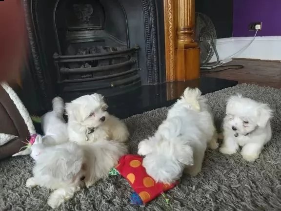 regalo cuccioli maltesi whatsapp (0039 353 317 4023) | Foto 0
