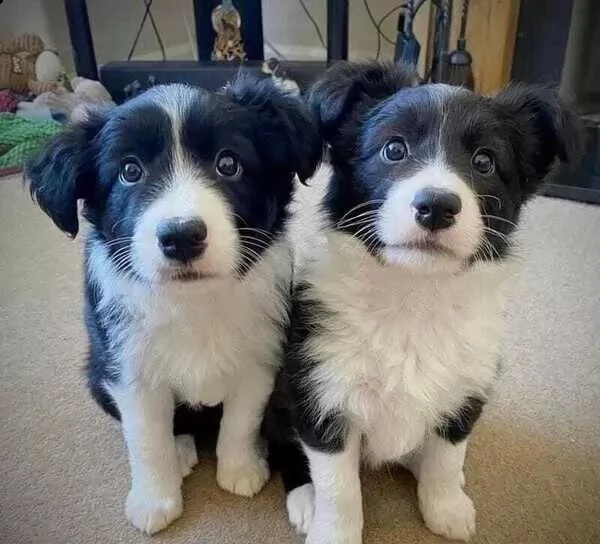 regalo cuccioli di border collie whatsapp (0039 353 317 4023)