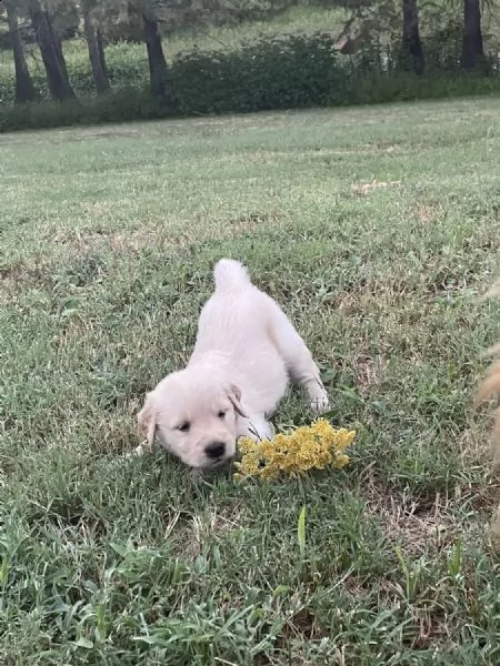 regalo cuccioli golden retriever whatsapp ( 0039 353 317 4023 ) | Foto 1