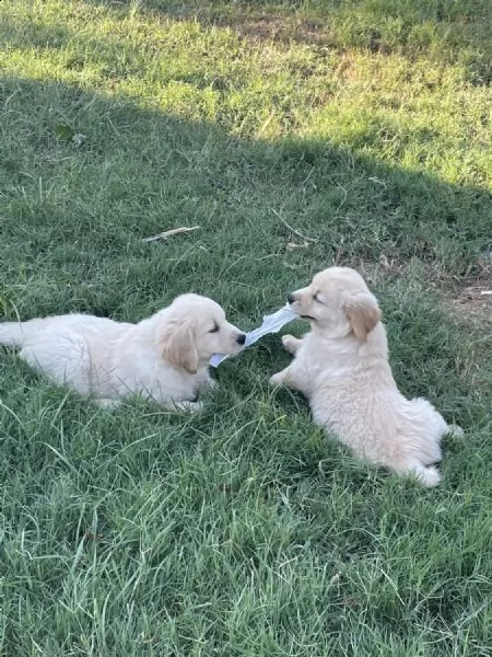 regalo cuccioli golden retriever whatsapp ( 0039 353 317 4023 )