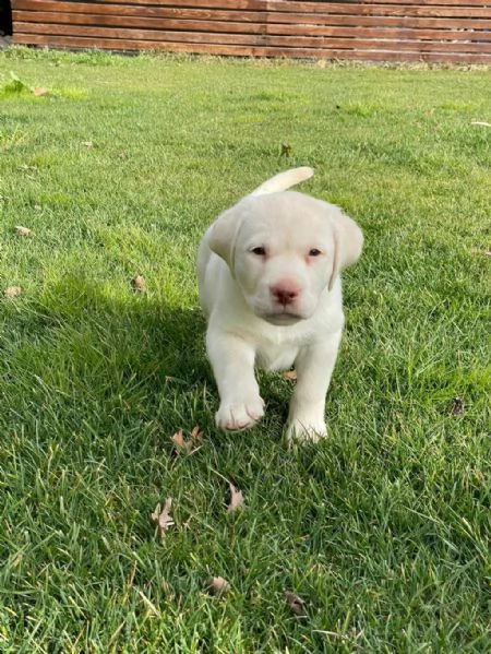 regalo cuccioli di labrador whatsapp ( 0039 353 317 4023 ) | Foto 2