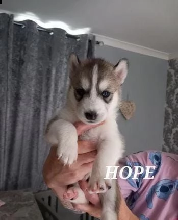 regalo cuccioli husky whatsapp (0039 353 317 4023 ) | Foto 0