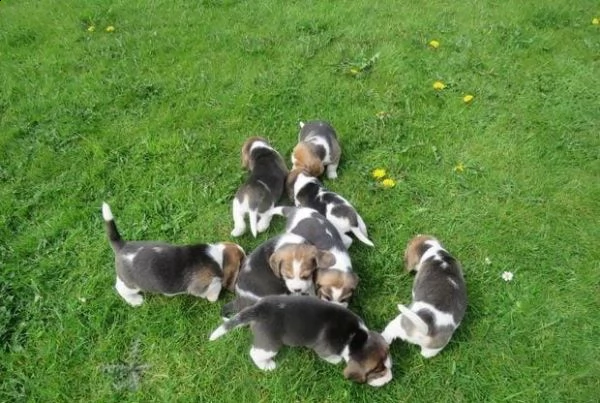 adotta un cucciolo di beagle whatsapp (0039 353 317 4023 ) | Foto 2