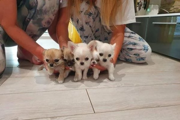 adotta un cucciolo di chihuahua whatsapp ( 0039 353 317 4023 ) | Foto 0