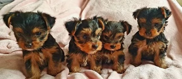 adotta un cucciolo di yorkie whatsapp ( 0039 353 317 4023 )