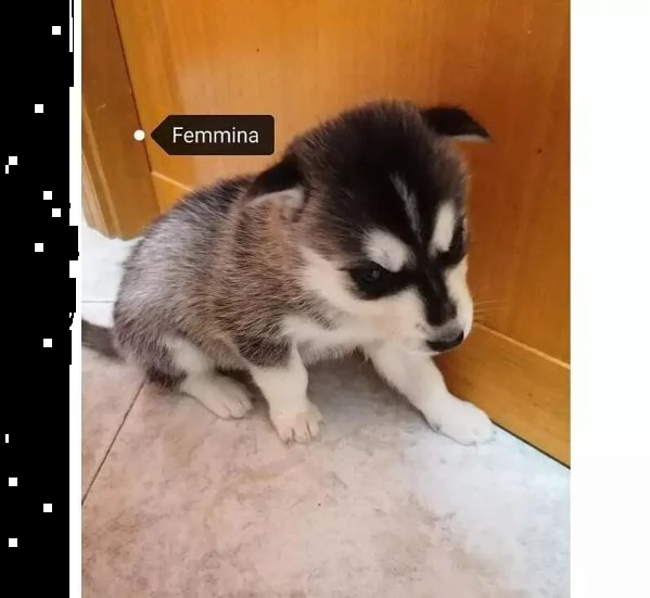 adotta un cucciolo di husky whatsapp (0039 353 317 4023 ) | Foto 1