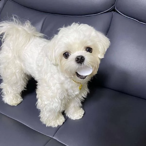 simpatici e sani cuccioli di maltese in tazza da tè  inestimabile in realtà abbiamo due piccoli cucc | Foto 0
