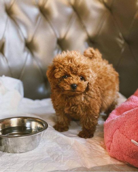cuccioli di barboncino toy | Foto 0