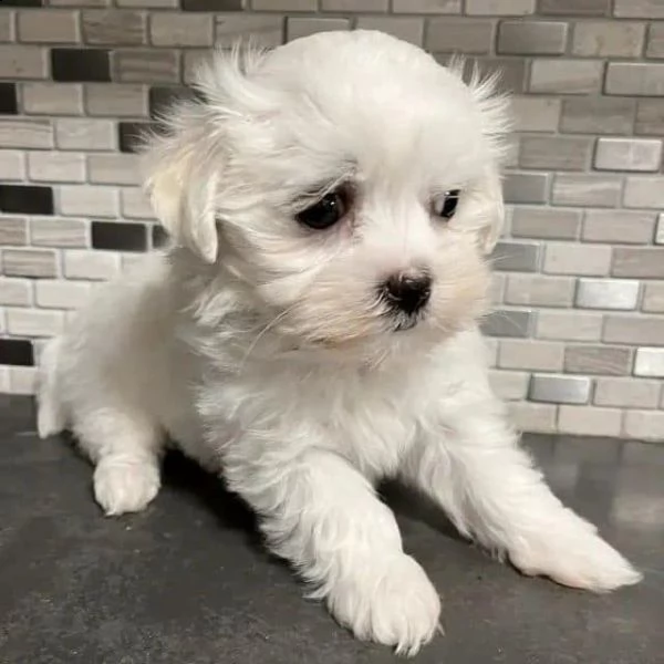 disponibili 2 cuccioli di maltese toy!!!  | Foto 0