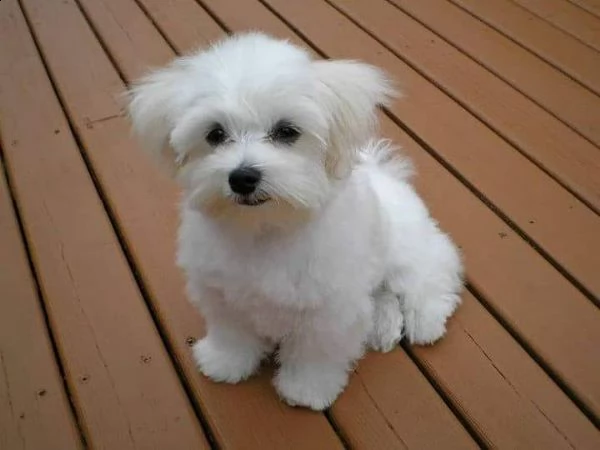 disponibili 2 cuccioli di maltese toy!!! | Foto 0