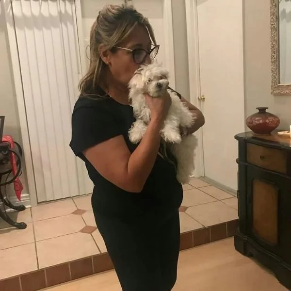 bellissimi cuccioli di maltese teacup in vendita bellissimi cuccioli di teacup maltese pronti per og | Foto 0