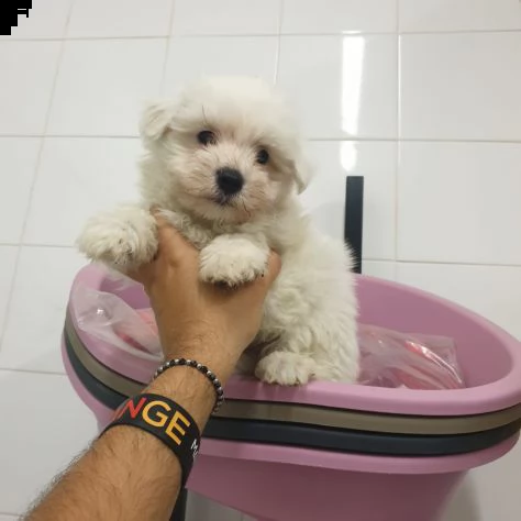 simpatici e sani cuccioli di maltese in tazza da tè  inestimabile in realtà abbiamo due piccoli cucc | Foto 1