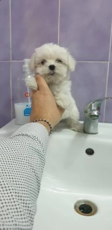 simpatici e sani cuccioli di maltese in tazza da tè  inestimabile in realtà abbiamo due piccoli cucc | Foto 0