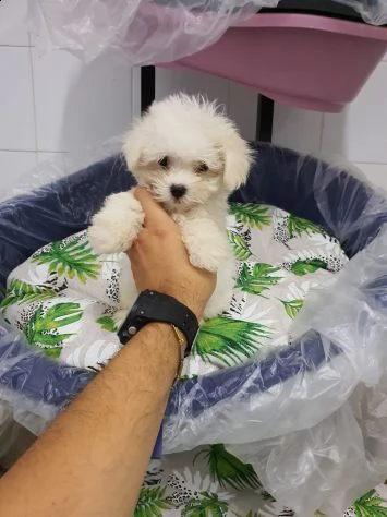 simpatici e sani cuccioli di maltese in tazza da tè  inestimabile in realtà abbiamo due piccoli cucc