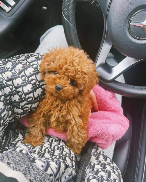 cuccioli di barboncino toy