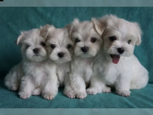  fantastici cuccioli maltesi in tazza da tè/giocattolo disponibili per l'adozione abbiamo 2 bellissi | Foto 1