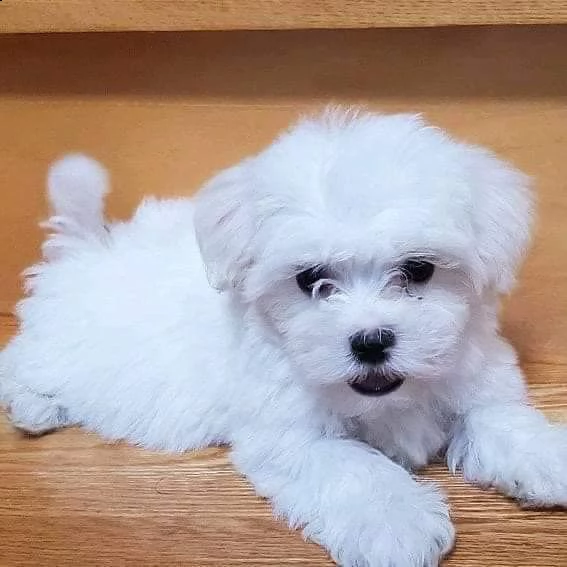 cuccioli di razza maltese toy!!!! | Foto 0