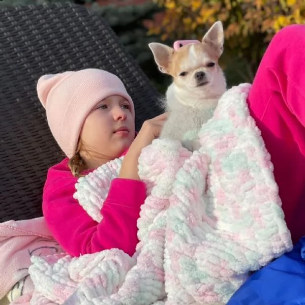 giocoso teacup chihuahua  cuccioli per adozione urgente maschio e femmina (omaggio) ho due cuccioli 