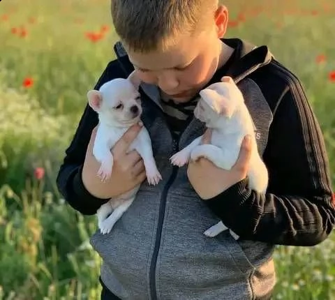 due cuccioli di chihuahua di razza pura (maschi a pelo corto) in blu fulvo e nero focato stanno cerc | Foto 0